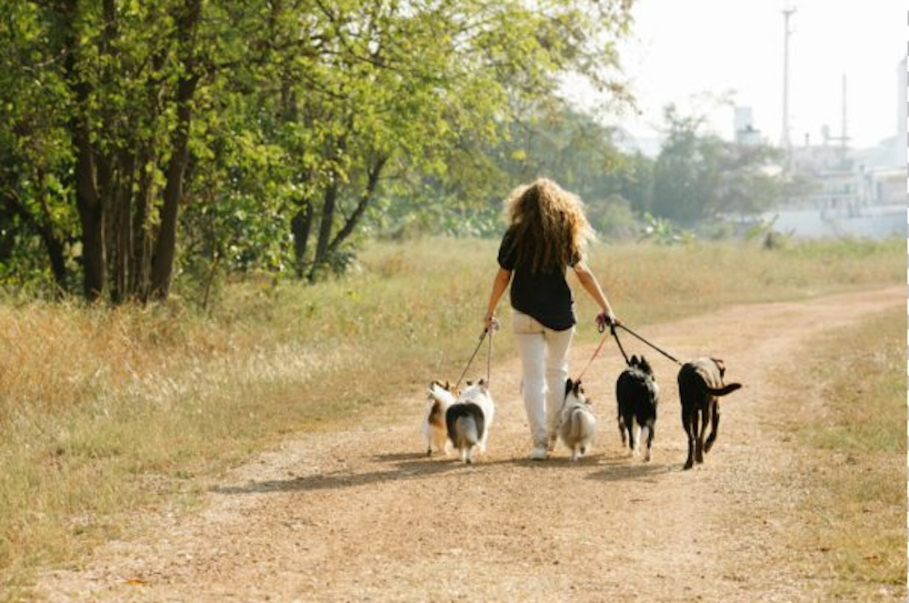 Home-style dog boarding near Dickson and Nashville TN with dogs enjoying a peaceful outdoor setting